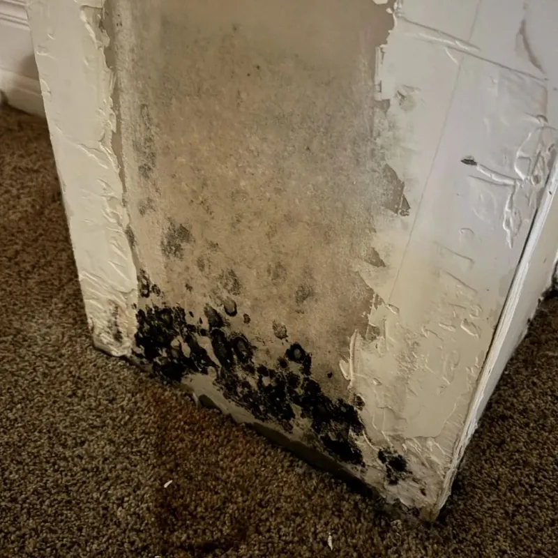 Professional Mold Removal in Madison County, TN